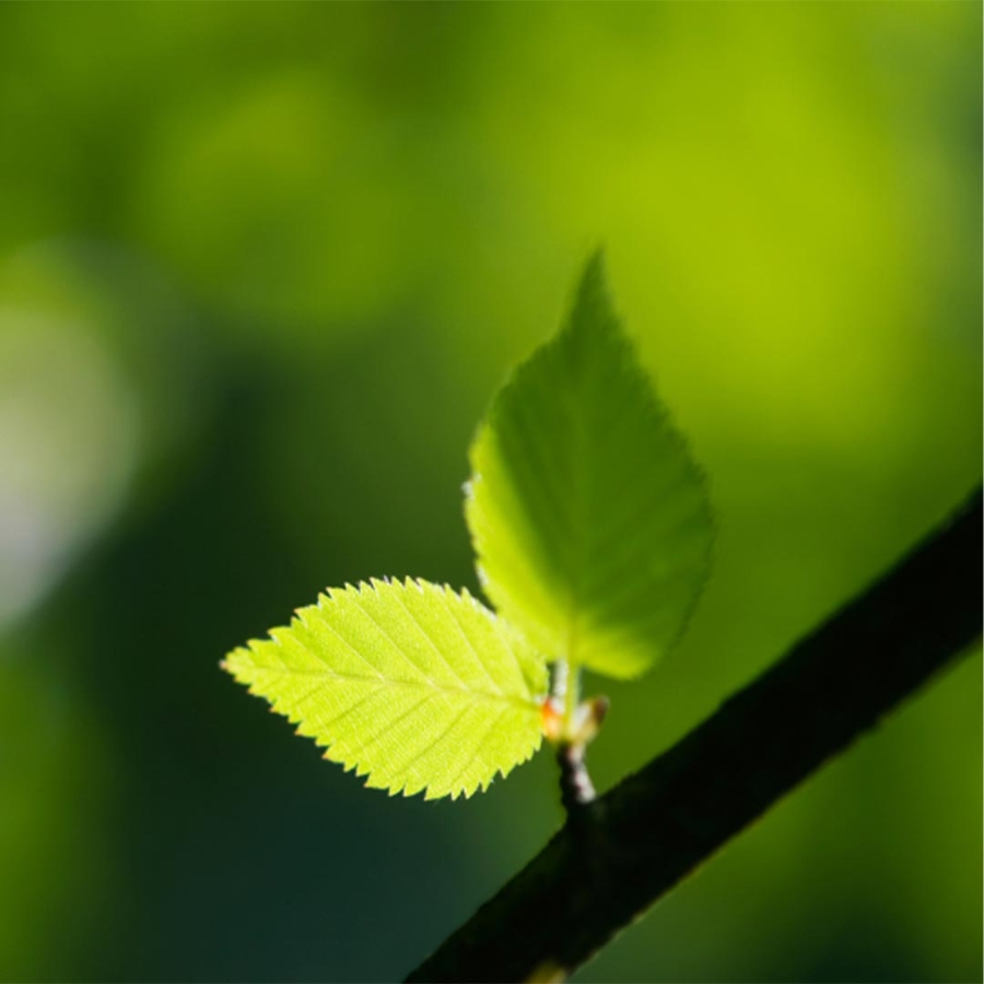 A close up of a leaf