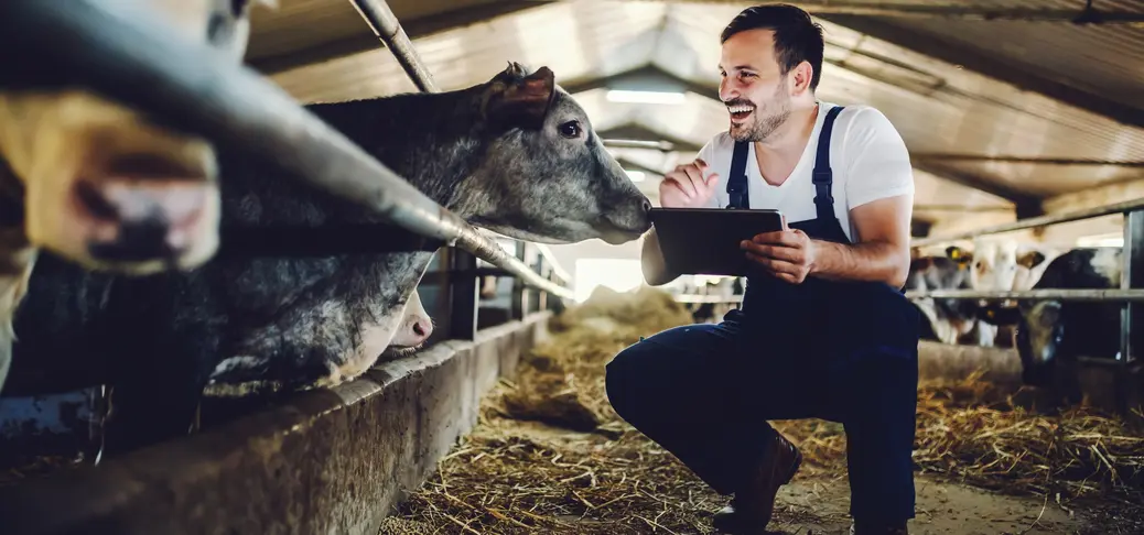 Farmer in overalls crouching next to calf, using tablet and smiling.