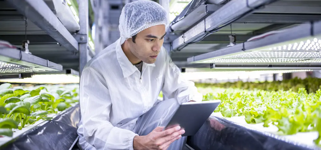 Taiwanese indoor agriculture specialist crouches with his digital tablet to get a close look at lettuce crop growth.