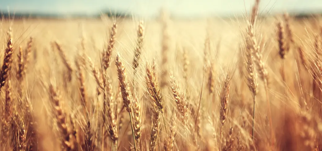 Golden wheat field and sunny day.