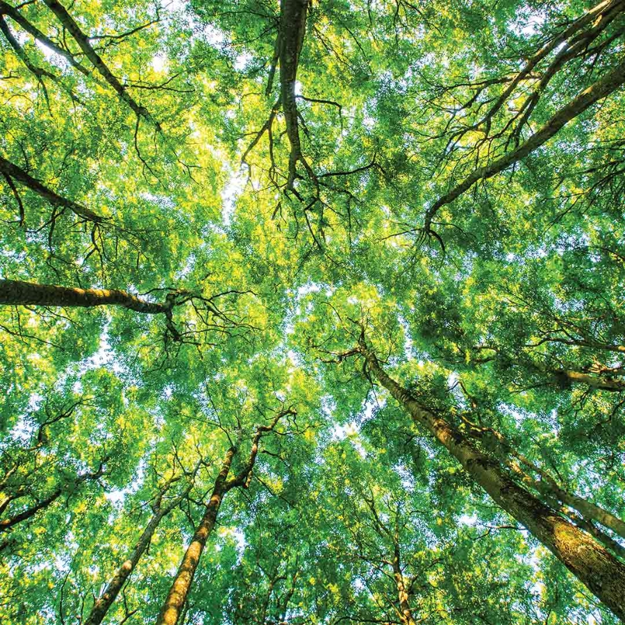 Looking up at trees in the forest