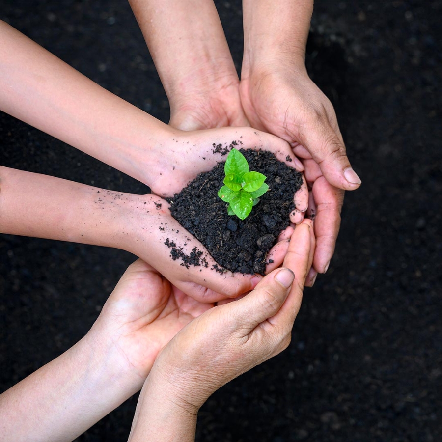 environment Earth Day In the hands of trees growing seedlings