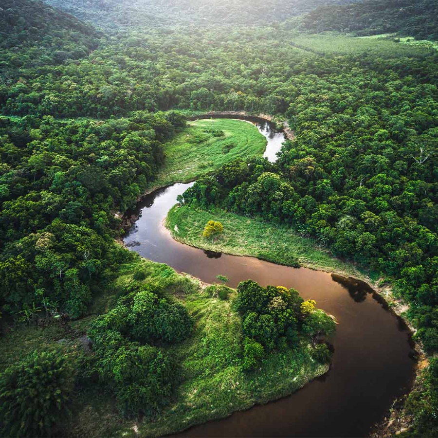 A river running through a forest