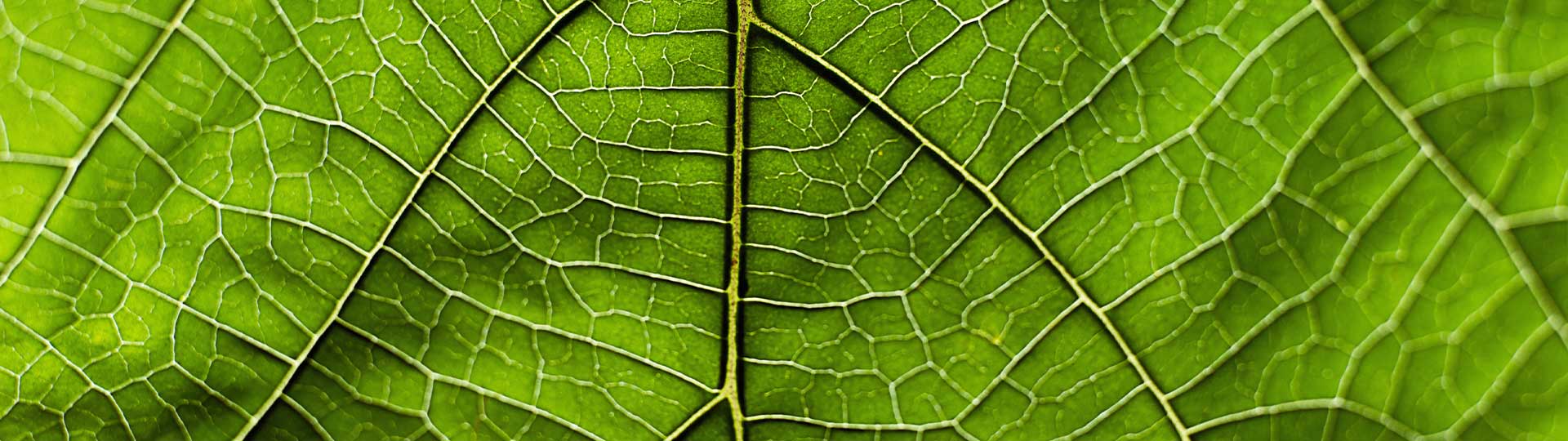 A close up of a leaf