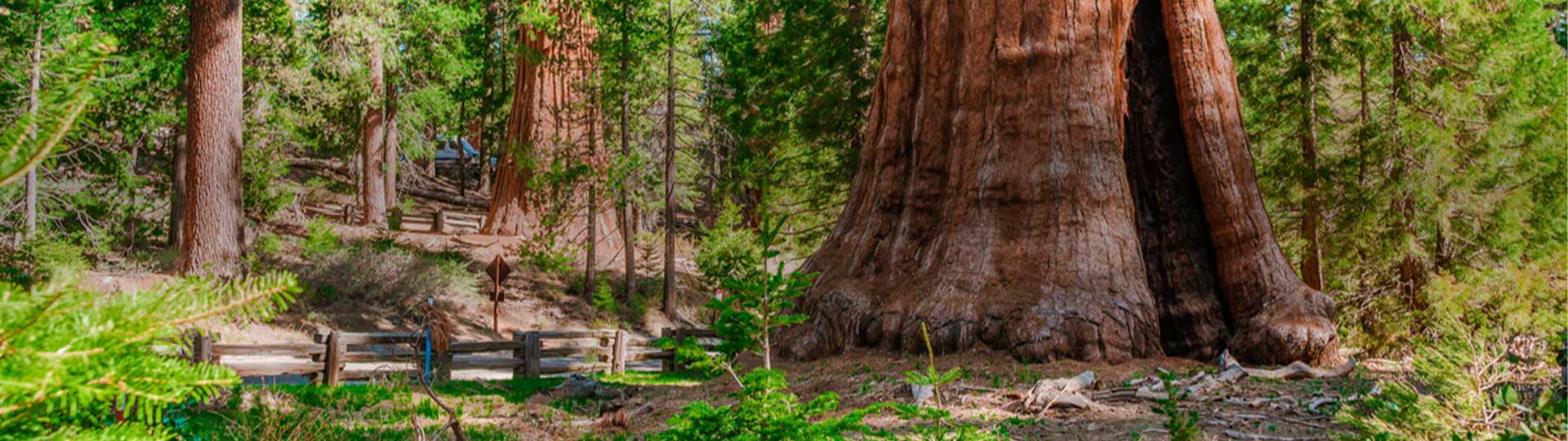 A large tree in the woods