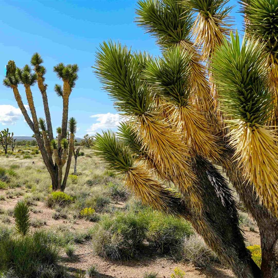 joshua tree national park american desert national park southeastern california