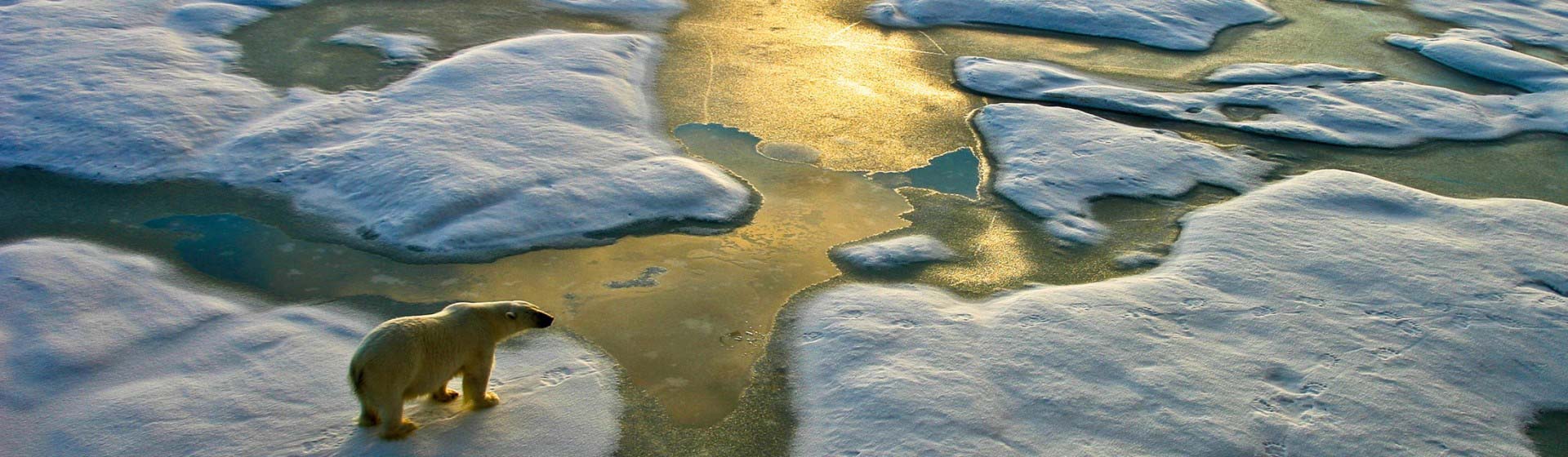 A polar bear in the sea ice of the arctic ocean