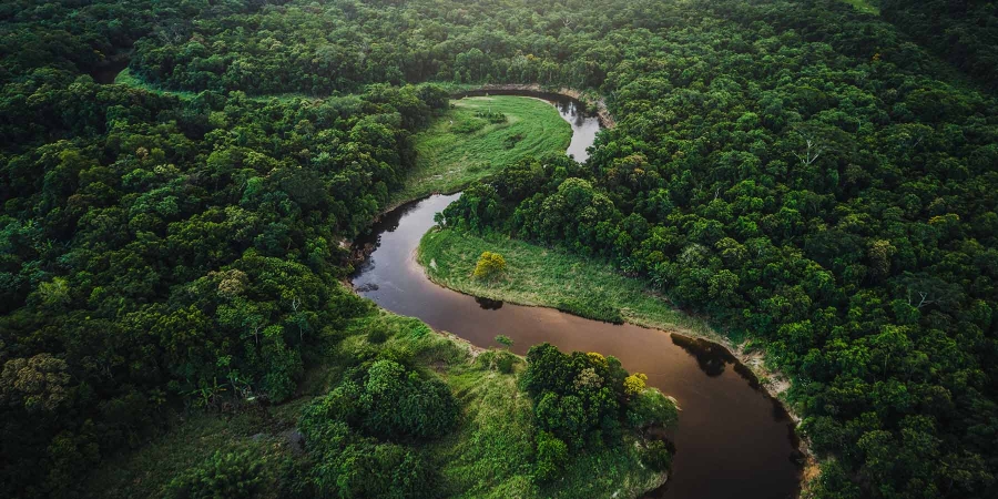 green forest